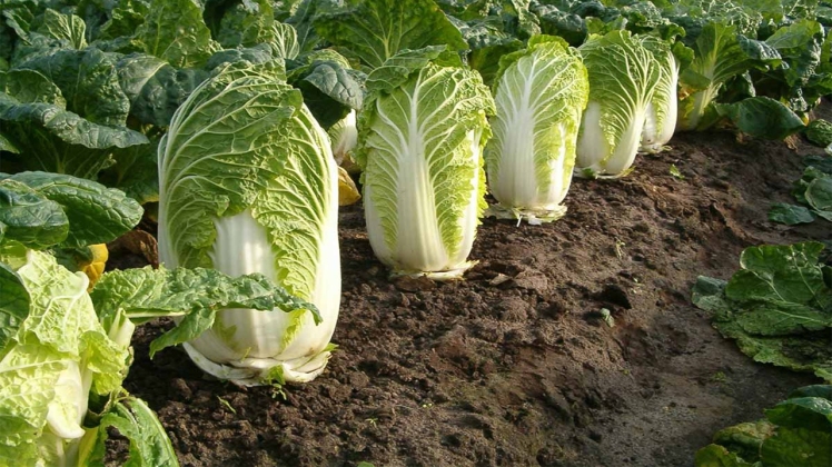 Lettuce: From Cultivation to Export