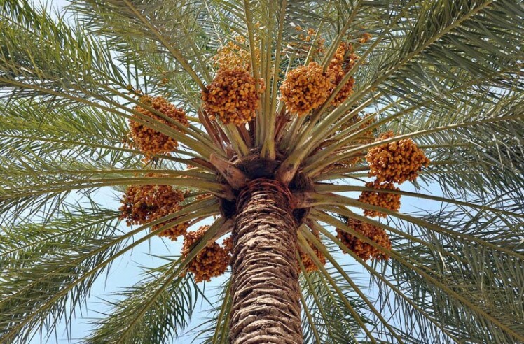 Iranian Dates: Why Iran’s Sweet Gold Is the Best Choice for International Traders