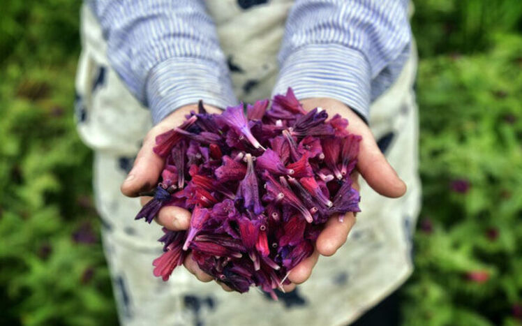  The Golden Key to a World of Calm: Iranian Borage