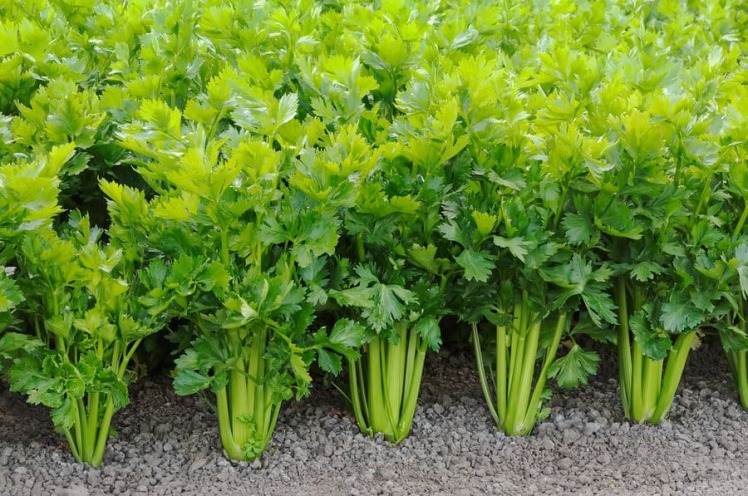 Celery: A Powerful Vegetable for Health and Business